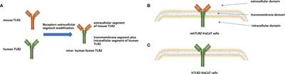 Human and mouse TLR2 results in different activation of p38 and JNK signal pathway in HaCaT infected by Trichophyton rubrum and Microsporum canis